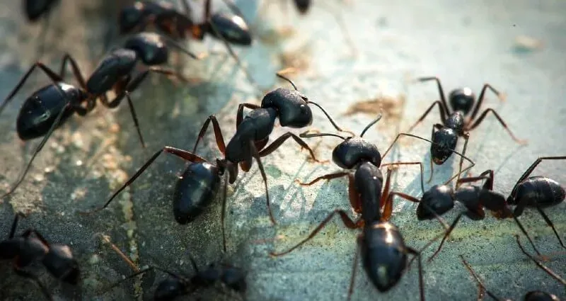 Ant Treatment Thumbnail
