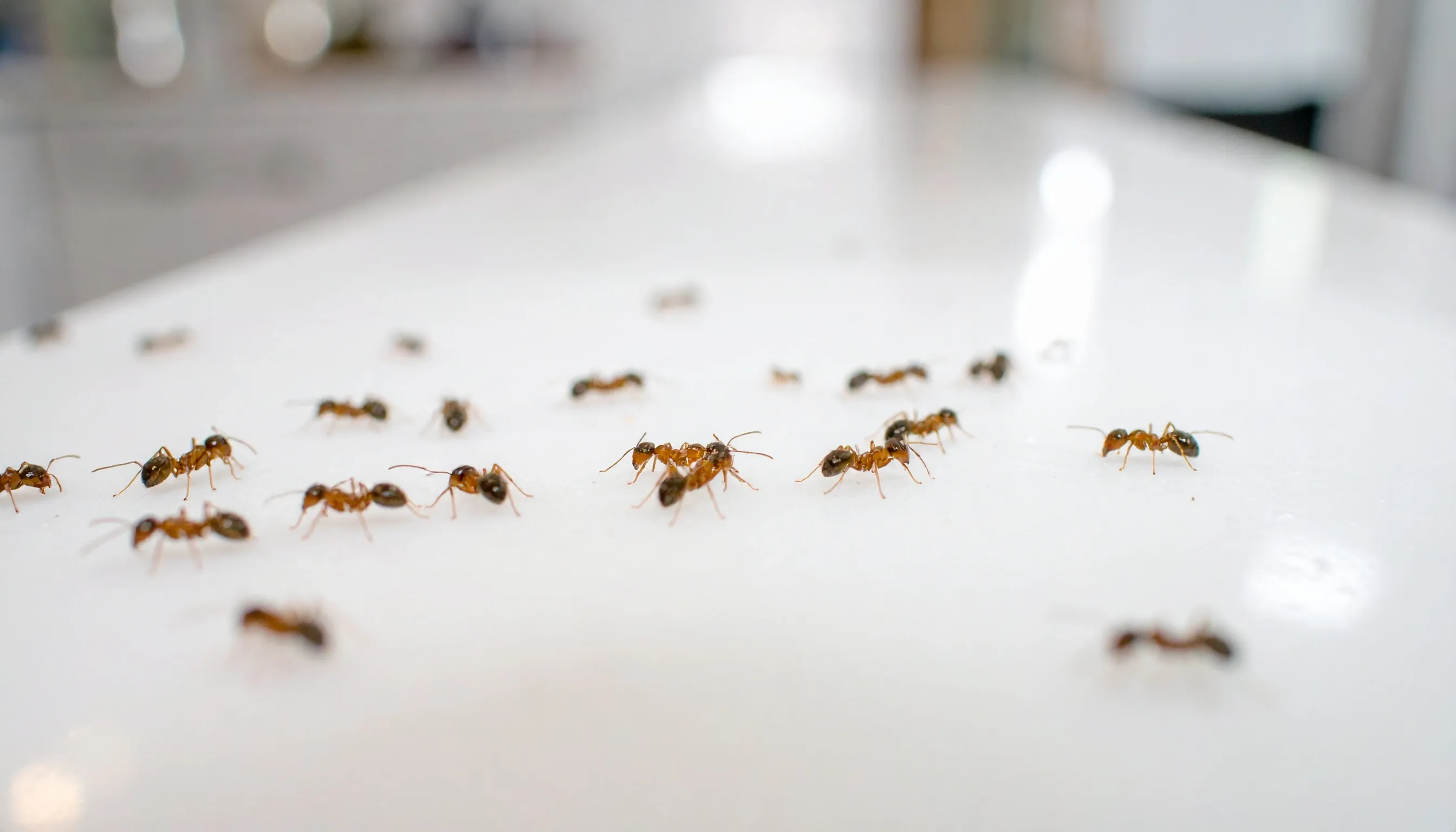 Technician performing ant control in an Australian home