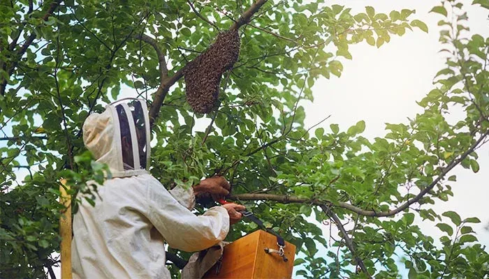 Professional Bee Removal
