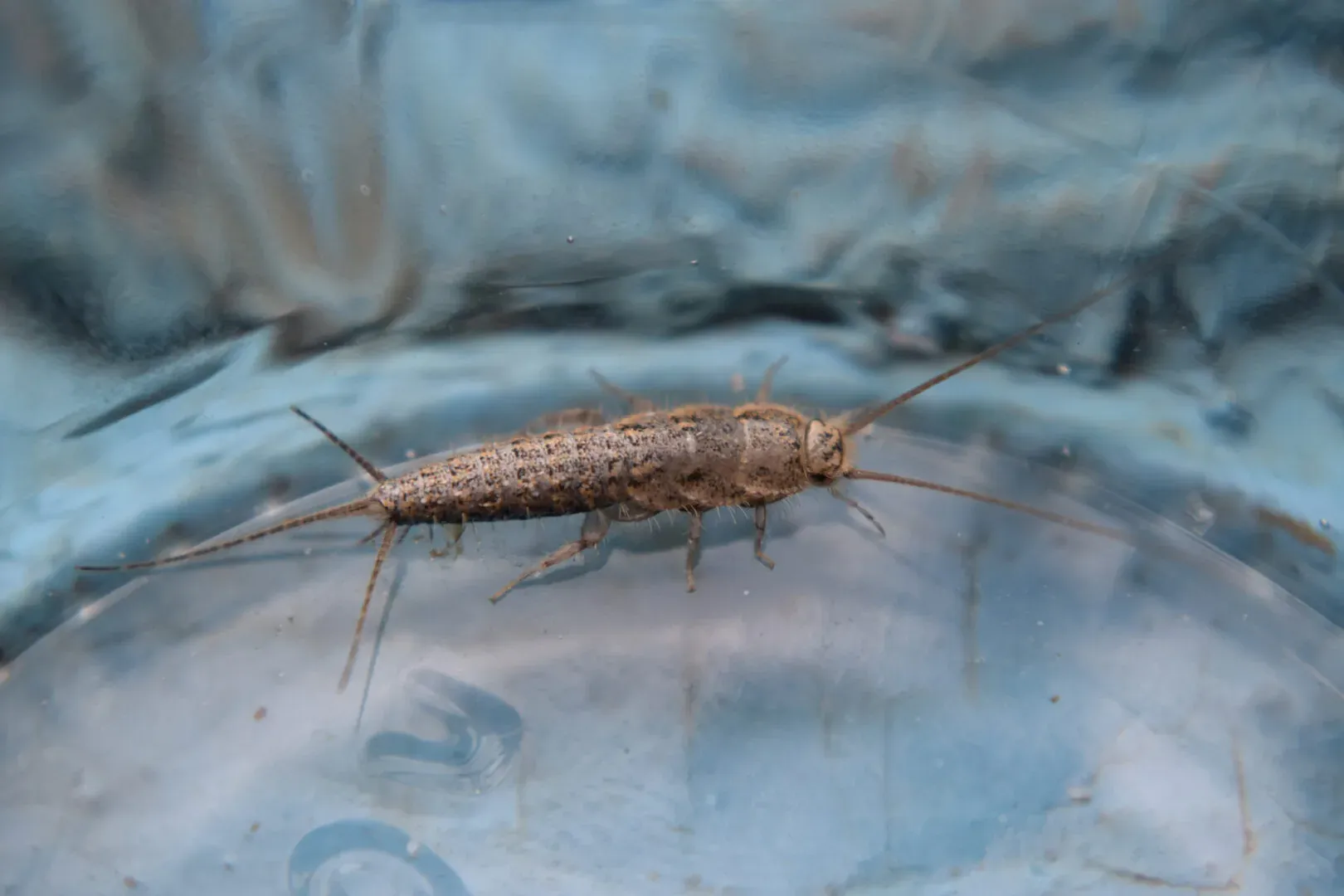 Silverfish Control Service